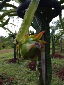 Dragon fruit