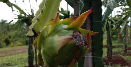 Dragon fruit