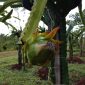 Dragon fruit